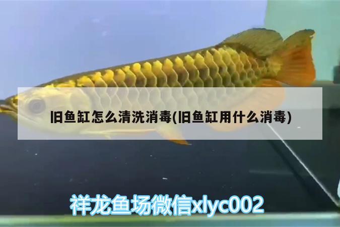 舊魚(yú)缸怎么清洗消毒(舊魚(yú)缸用什么消毒) 紅龍福龍魚(yú)