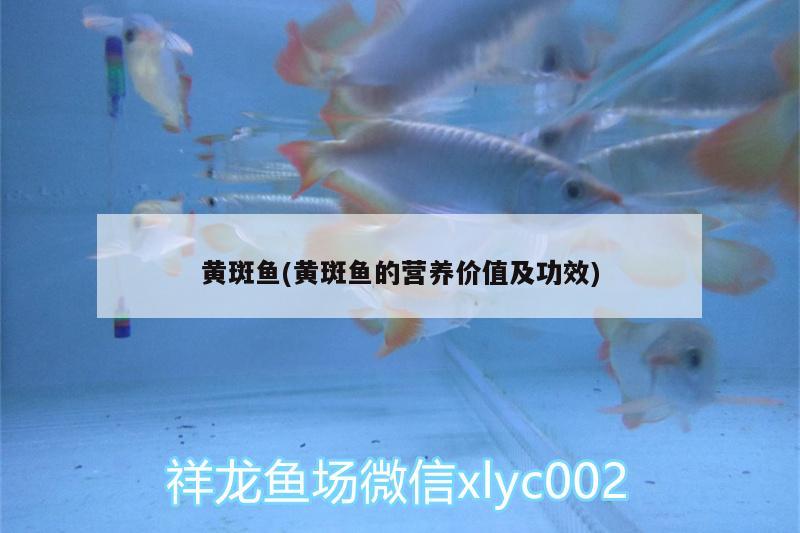 黃斑魚(黃斑魚的營養(yǎng)價(jià)值及功效) 白子金龍魚