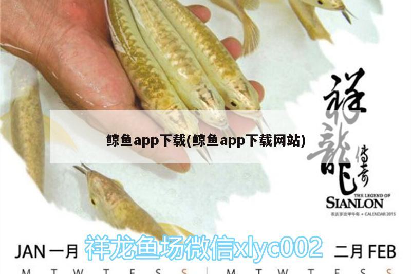 鯨魚app下載(鯨魚app下載網站)