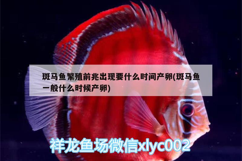 斑馬魚(yú)繁殖前兆出現(xiàn)要什么時(shí)間產(chǎn)卵(斑馬魚(yú)一般什么時(shí)候產(chǎn)卵) 月光鴨嘴魚(yú)