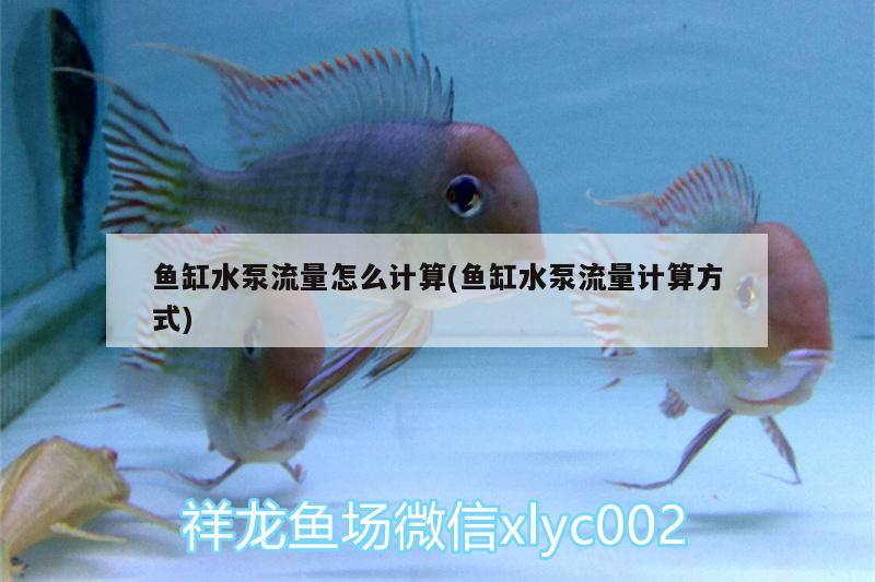 魚缸水泵流量怎么計算(魚缸水泵流量計算方式) 魚缸水泵