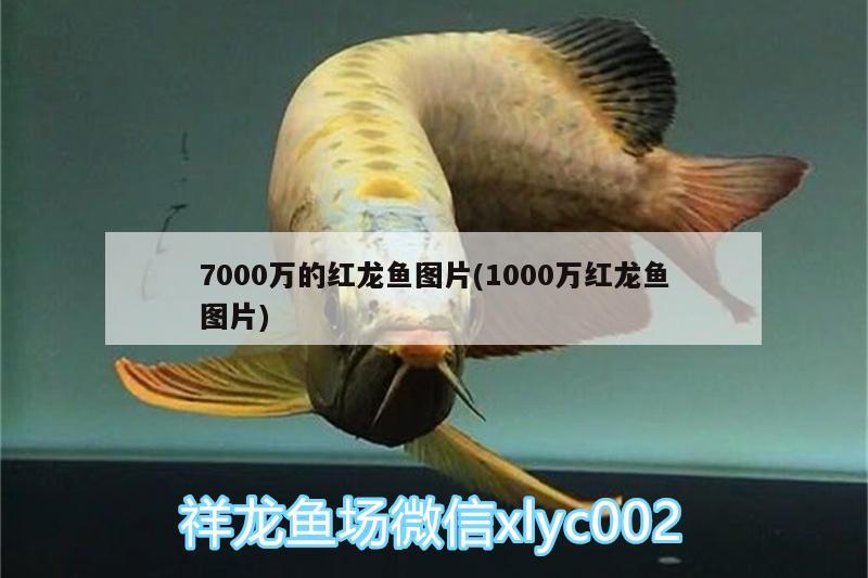 7000萬的紅龍魚圖片(1000萬紅龍魚圖片) 水族用品