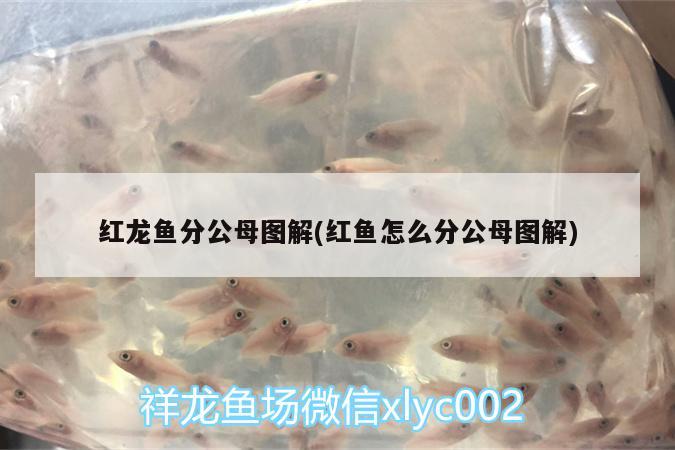 紅龍魚(yú)分公母圖解(紅魚(yú)怎么分公母圖解)