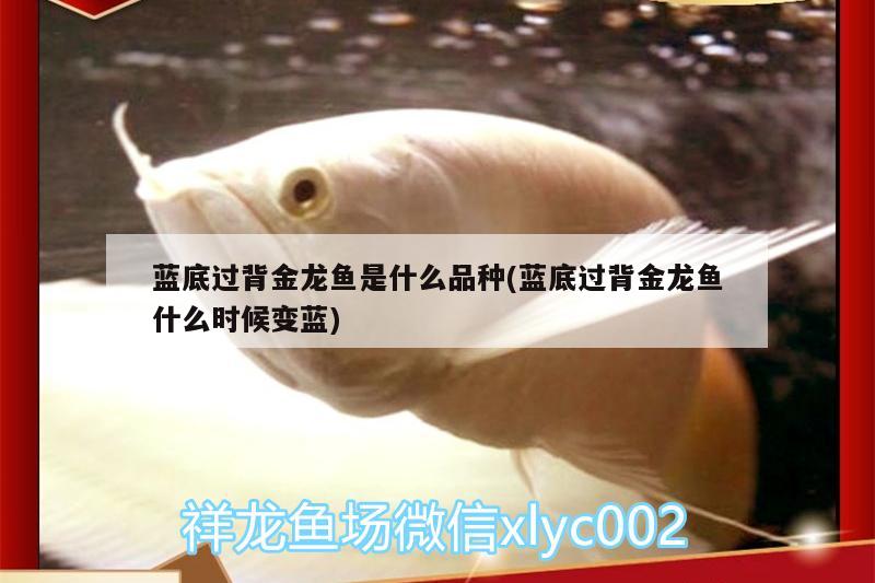 藍底過背金龍魚是什么品種(藍底過背金龍魚什么時候變藍)