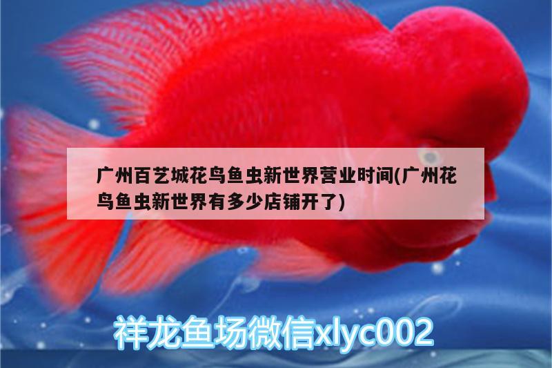 廣州百藝城花鳥魚蟲新世界營業(yè)時間(廣州花鳥魚蟲新世界有多少店鋪開了) 觀賞魚飼料