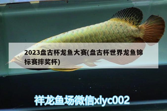 2023盤古杯龍魚大賽(盤古杯世界龍魚錦標(biāo)賽摔獎杯)