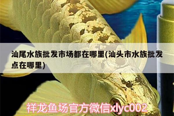 汕尾水族批發(fā)市場(chǎng)都在哪里(汕頭市水族批發(fā)點(diǎn)在哪里) 觀賞魚(yú)水族批發(fā)市場(chǎng)