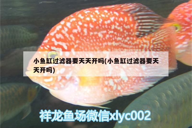 小魚缸過濾器要天天開嗎(小魚缸過濾器要天天開嗎)