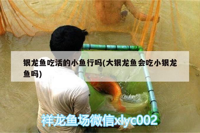 銀龍魚吃活的小魚行嗎(大銀龍魚會吃小銀龍魚嗎) 銀龍魚百科