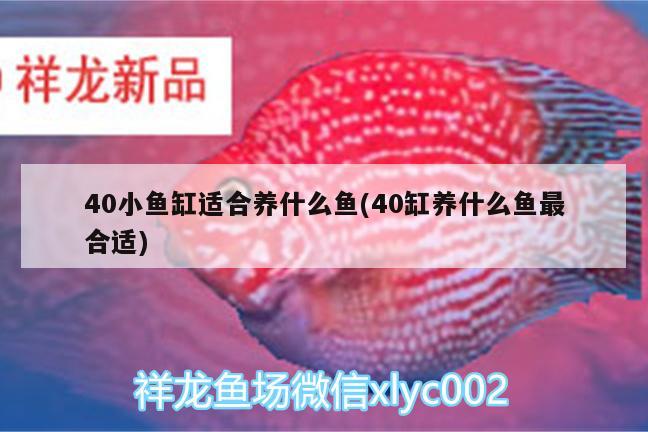 40小魚缸適合養(yǎng)什么魚(40缸養(yǎng)什么魚最合適) 黃金貓魚