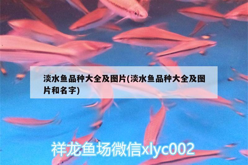 淡水魚品種大全及圖片(淡水魚品種大全及圖片和名字) 黑云魚