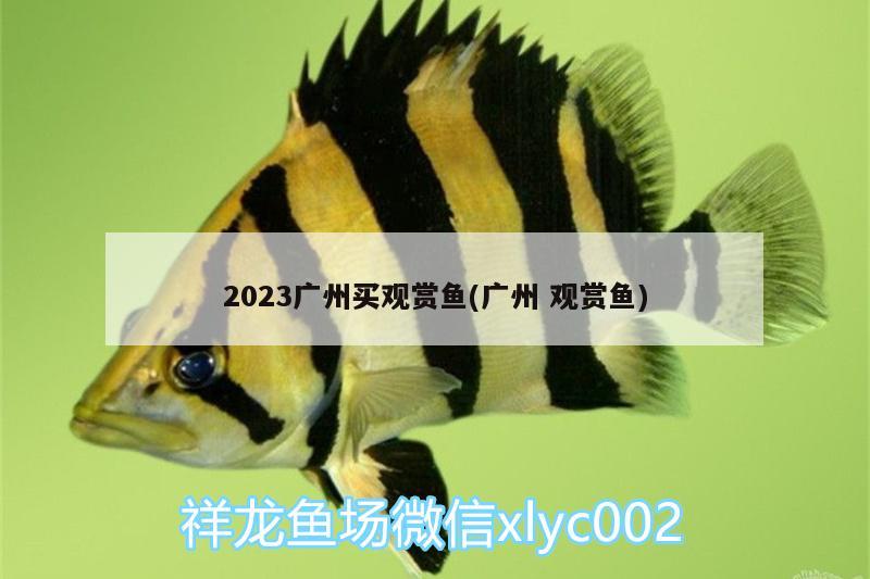 2023廣州買觀賞魚(廣州觀賞魚) 紅頭利魚