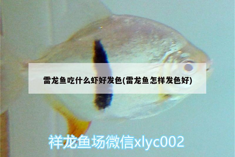 雷龍魚吃什么蝦好發(fā)色(雷龍魚怎樣發(fā)色好) 三間鼠魚苗