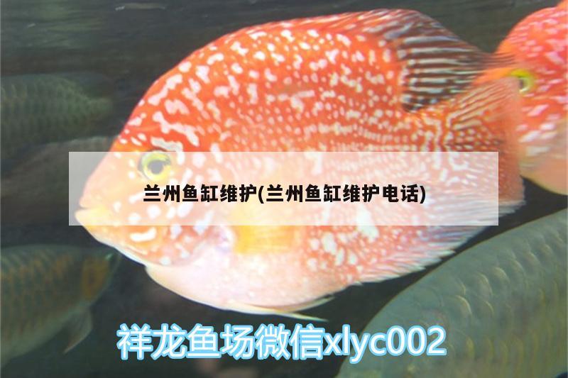 蘭州魚缸維護(蘭州魚缸維護電話)