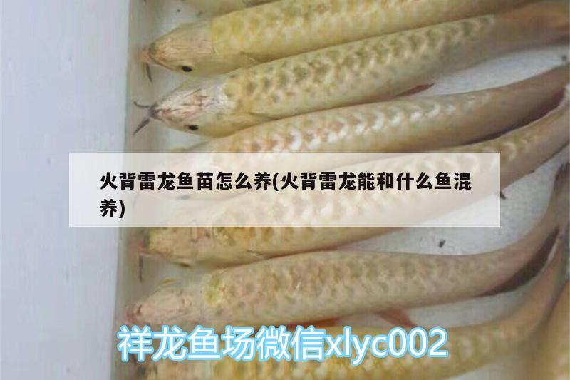 火背雷龍魚苗怎么養(yǎng)(火背雷龍能和什么魚混養(yǎng)) 白寫錦鯉魚