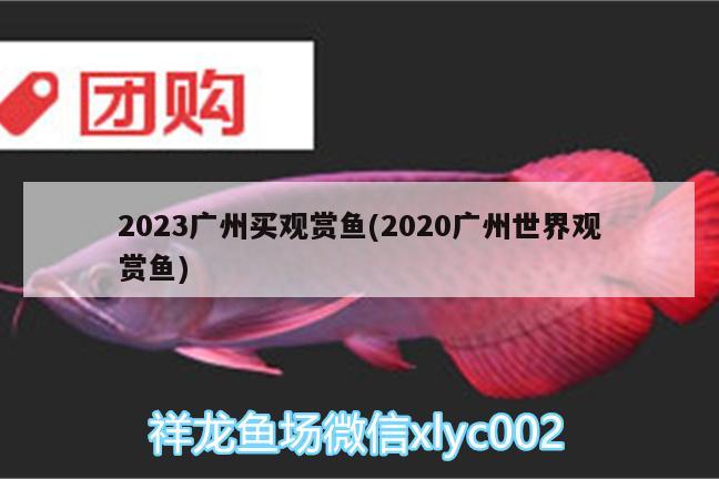 2023廣州買觀賞魚(2020廣州世界觀賞魚)