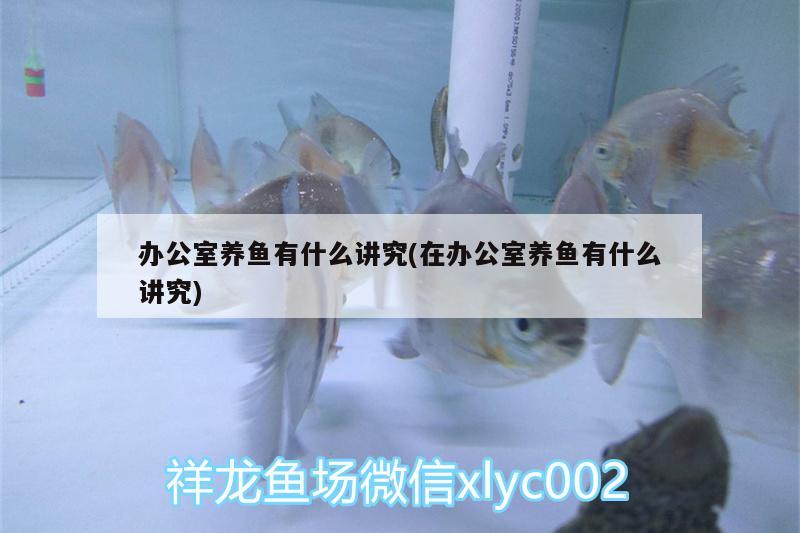 辦公室養(yǎng)魚有什么講究(在辦公室養(yǎng)魚有什么講究)