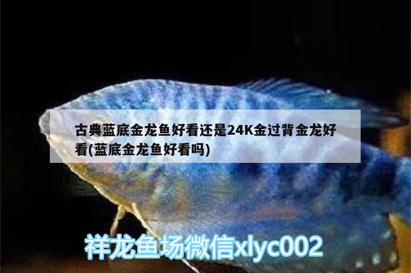 古典藍底金龍魚好看還是24K金過背金龍好看(藍底金龍魚好看嗎)