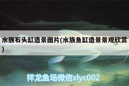 水族石頭缸造景圖片(水族魚缸造景景觀欣賞) 一眉道人魚苗