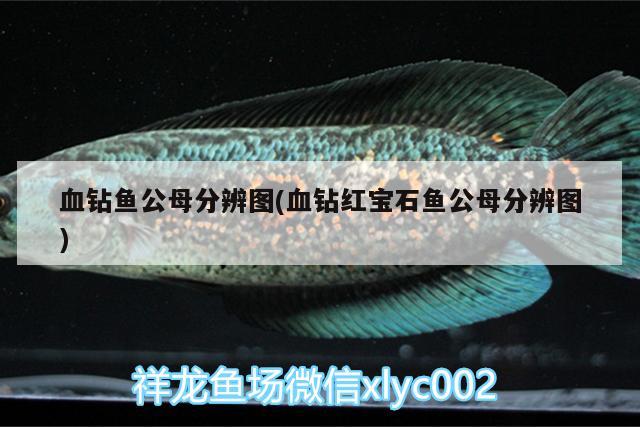 血鉆魚公母分辨圖(血鉆紅寶石魚公母分辨圖) 孵化器