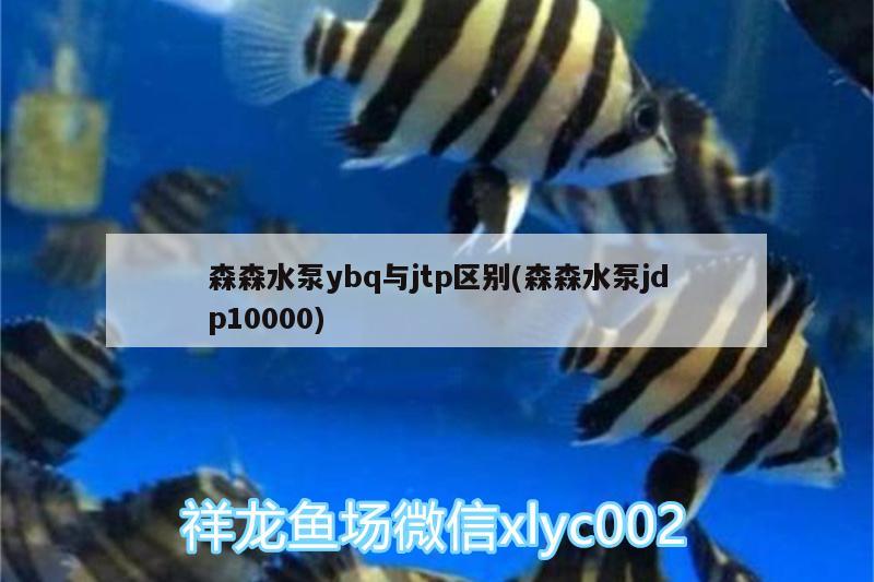 森森水泵ybq與jtp區(qū)別(森森水泵jdp10000) 其他益生菌