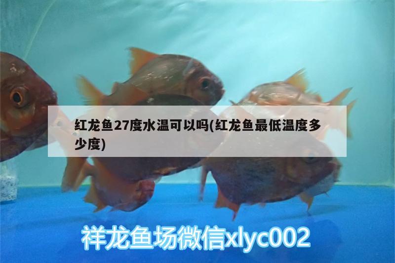 紅龍魚27度水溫可以嗎(紅龍魚最低溫度多少度)