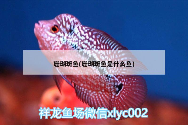 珊瑚斑魚(珊瑚斑魚是什么魚) 其他益生菌