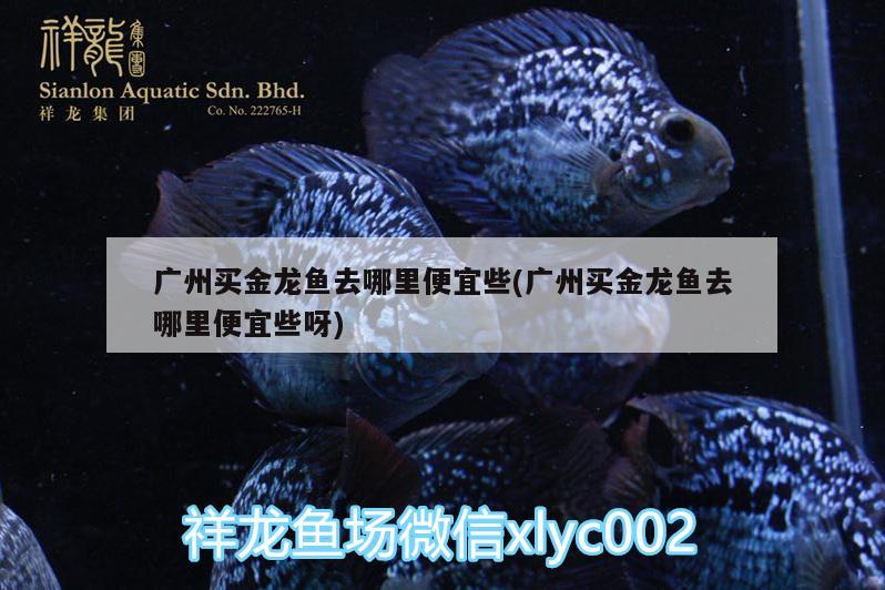 廣州買金龍魚(yú)去哪里便宜些(廣州買金龍魚(yú)去哪里便宜些呀)