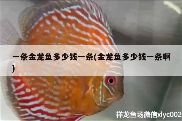 一條金龍魚多少錢一條(金龍魚多少錢一條啊) 黃金斑馬魚