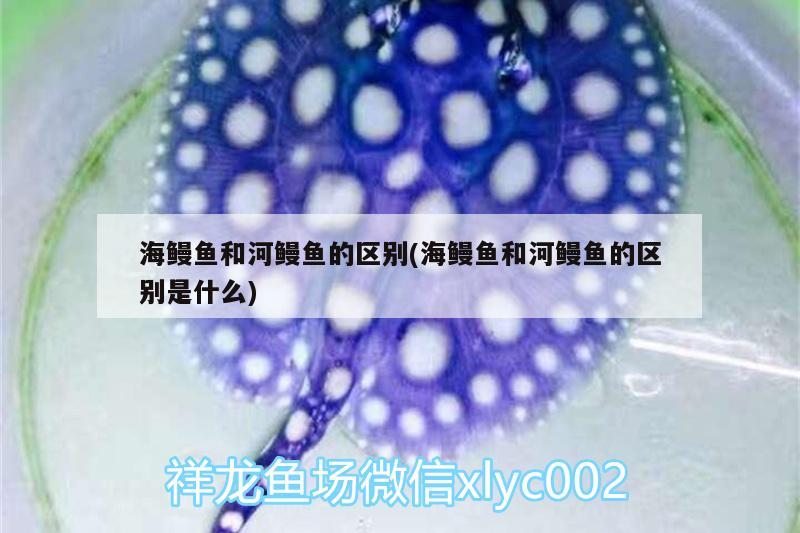 海鰻魚和河鰻魚的區(qū)別(海鰻魚和河鰻魚的區(qū)別是什么) 暹羅巨鯉