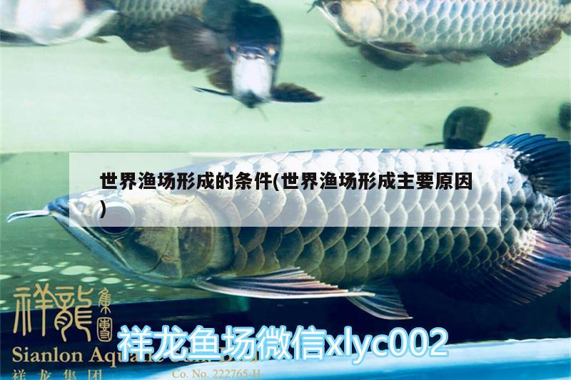 世界漁場形成的條件(世界漁場形成主要原因) 大白鯊魚