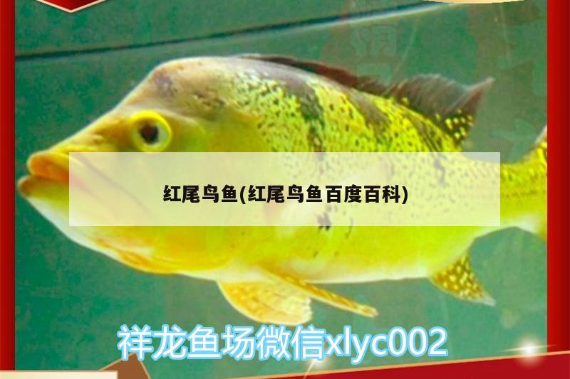 紅尾鳥(niǎo)魚(yú)(紅尾鳥(niǎo)魚(yú)百度百科)