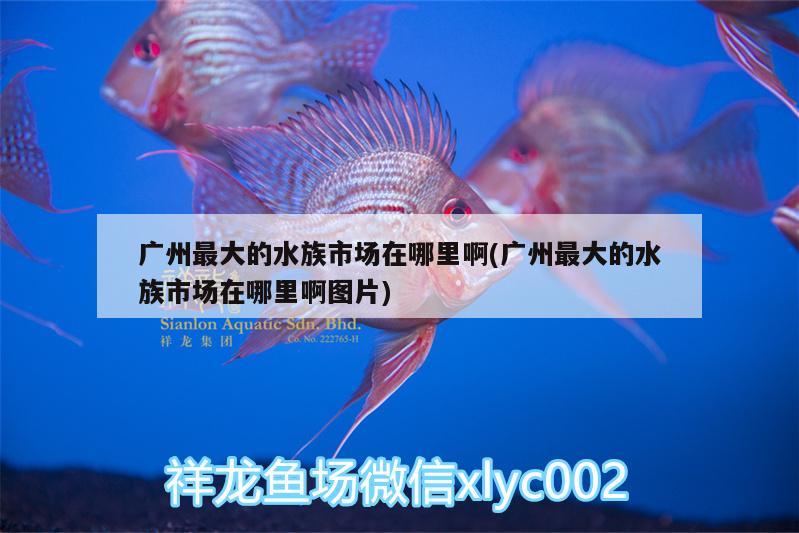 廣州最大的水族市場在哪里啊(廣州最大的水族市場在哪里啊圖片) 非洲象鼻魚