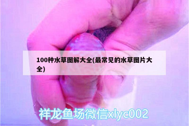 100種水草圖解大全(最常見的水草圖片大全) 水草