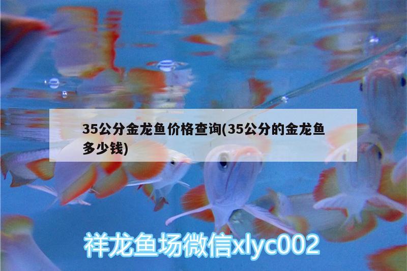 35公分金龍魚價格查詢(35公分的金龍魚多少錢)