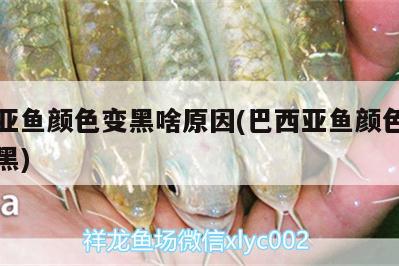 巴西亞魚顏色變黑啥原因(巴西亞魚顏色怎么會(huì)變黑) 巴西亞魚