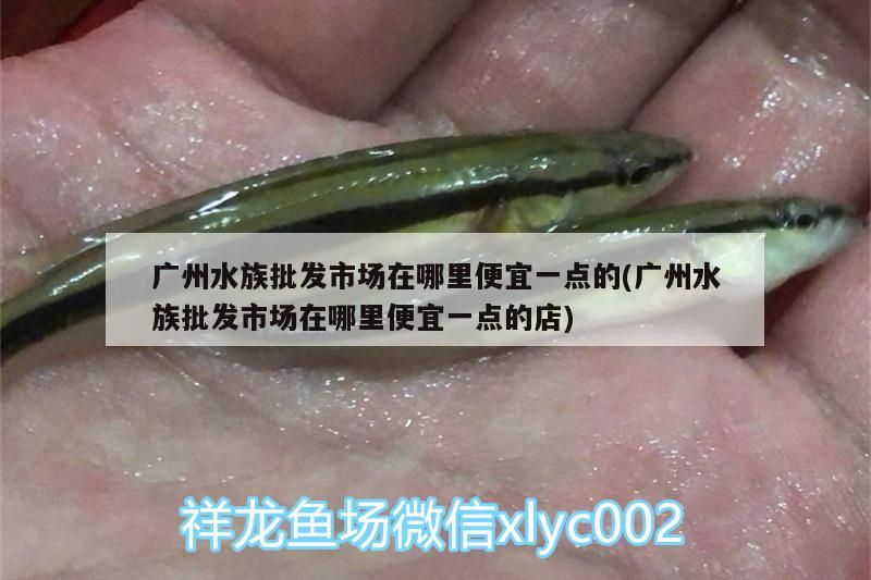 廣州水族批發(fā)市場在哪里便宜一點(diǎn)的(廣州水族批發(fā)市場在哪里便宜一點(diǎn)的店)