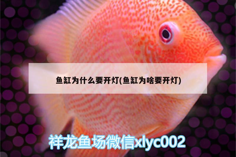 魚缸為什么要開燈(魚缸為啥要開燈)