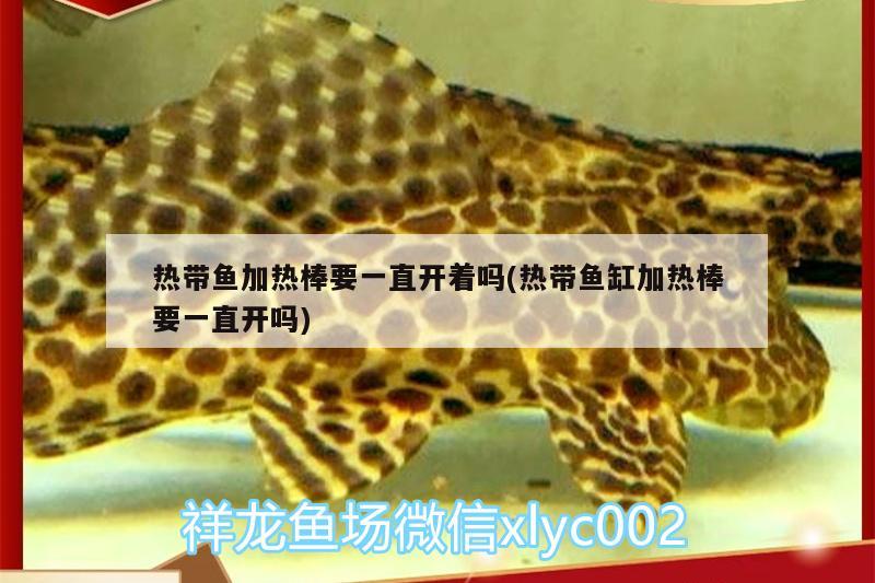 熱帶魚加熱棒要一直開著嗎(熱帶魚缸加熱棒要一直開嗎) 古典過背金龍魚