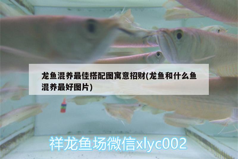 龍魚混養(yǎng)最佳搭配圖寓意招財(龍魚和什么魚混養(yǎng)最好圖片) 白子銀版魚苗