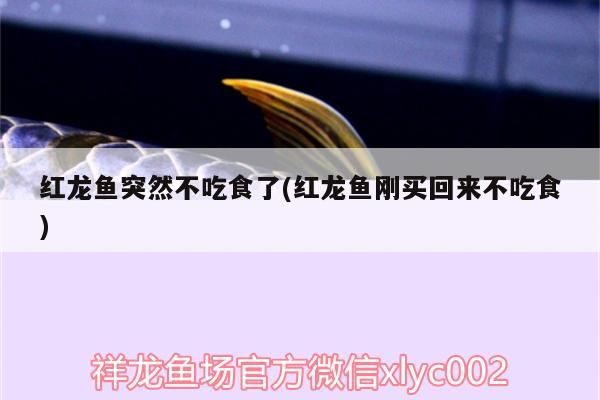 紅龍魚(yú)突然不吃食了(紅龍魚(yú)剛買(mǎi)回來(lái)不吃食) 三間鼠魚(yú) 第2張