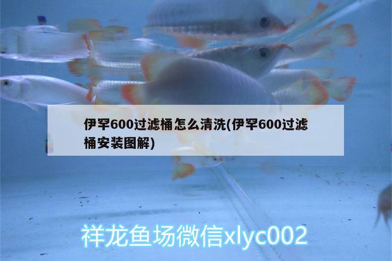 伊罕600過(guò)濾桶怎么清洗(伊罕600過(guò)濾桶安裝圖解)