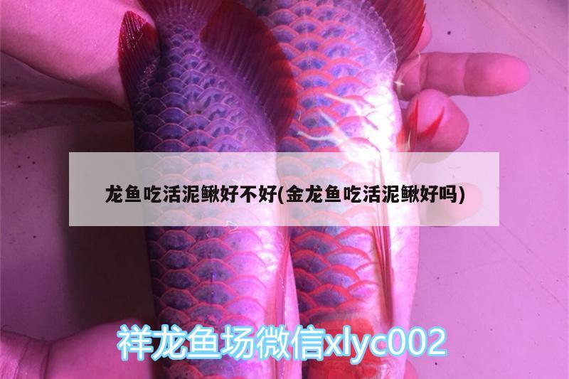 龍魚吃活泥鰍好不好(金龍魚吃活泥鰍好嗎)