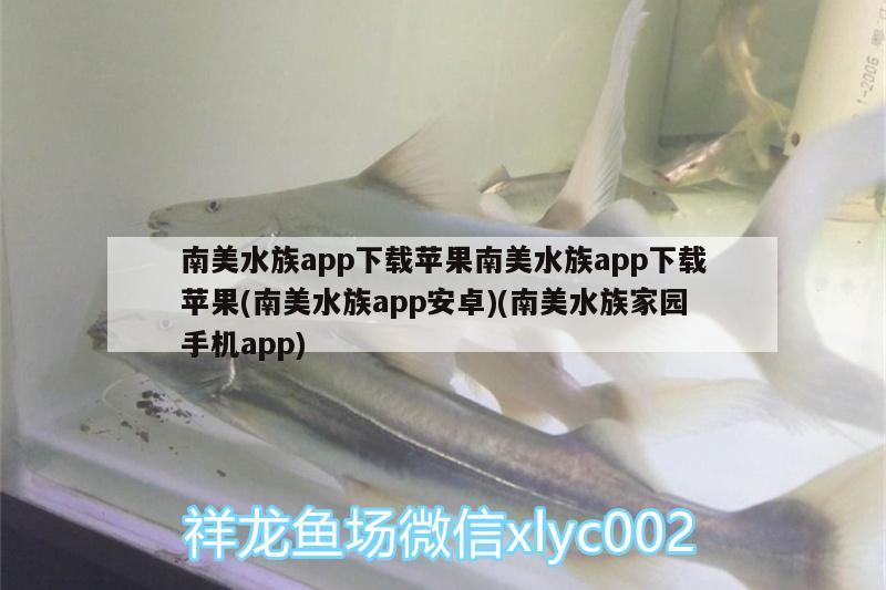 南美水族app下載蘋果南美水族app下載蘋果(南美水族app安卓)(南美水族家園手機app) 觀賞魚魚苗