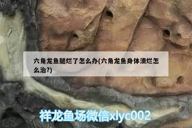 六角龍魚腿爛了怎么辦(六角龍魚身體潰爛怎么治?) 斑馬狗頭魚