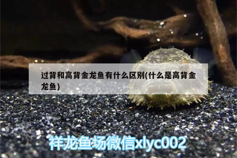 過背和高背金龍魚有什么區(qū)別(什么是高背金龍魚) 高背金龍魚