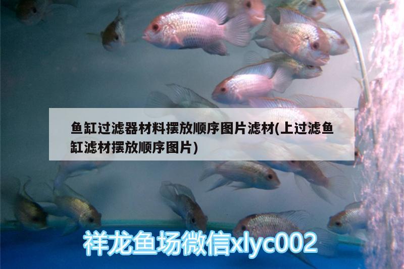 魚缸過濾器材料擺放順序圖片濾材(上過濾魚缸濾材擺放順序圖片) 白子球鯊魚