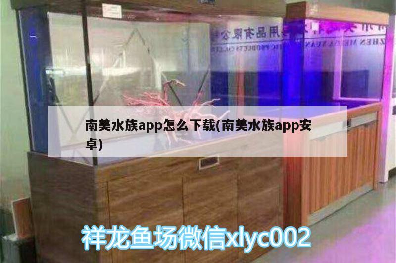 南美水族app怎么下載(南美水族app安卓) 慈雕魚