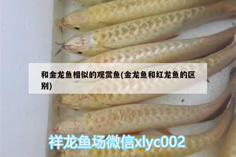 和金龍魚相似的觀賞魚(金龍魚和紅龍魚的區(qū)別)