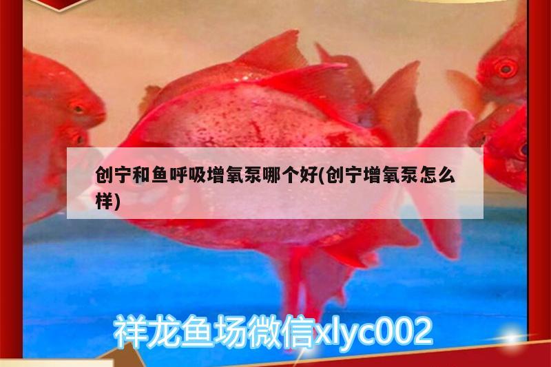 創(chuàng)寧和魚呼吸增氧泵哪個好(創(chuàng)寧增氧泵怎么樣) 創(chuàng)寧水族